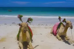 What-to-see-and-do-in-Mombasa-r93bfx1t9q3h0jpotsrnzaqiqtvlawjclq5d5q0vow