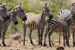 mombasa-1-day-tours-shimba-hills-national-reserve-safari-zebras